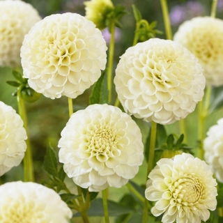 Dalia - Snowflake - duża paczka! - 10 szt.