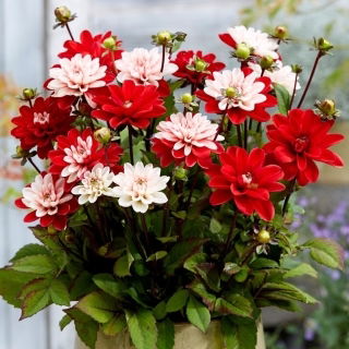 Dalia - Pacific Time - GIGA paczka! - 50 szt.