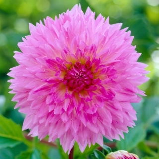 Dalia - Sakura Fubuki - GIGA paczka! - 50 szt.