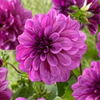 Dalia - Blue Bell - duża paczka! - 10 szt.