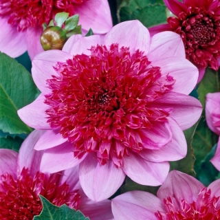 Dalia - Bayou - duża paczka! - 10 szt.