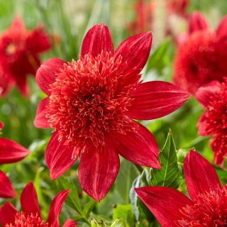 Dalia - Jive - GIGA paczka! - 50 szt.