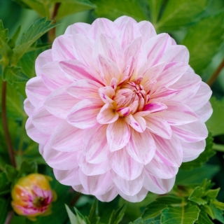 Dalia - Bonesta - GIGA paczka! - 50 szt.