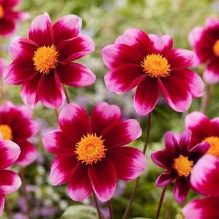 Dalia - Bashfull - duża paczka! - 10 szt.