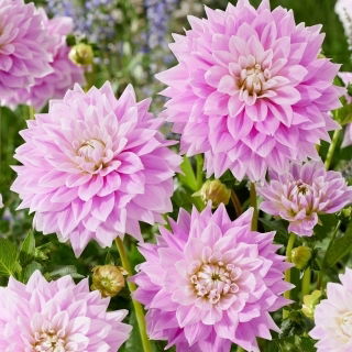 Dalia - Ferncliff Inspiration - GIGA paczka! - 50 szt.