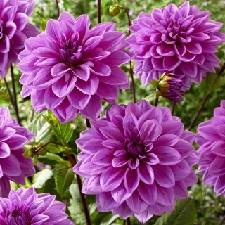 Dalia - Lilac Time - duża paczka! - 10 szt.