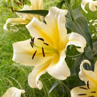 Lilia drzewiasta - Belcastro - 1 cebulka