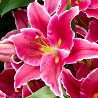 Lilia drzewiasta - El Capitan - GIGA paczka! - 50 cebulek