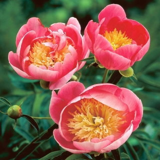 Piwonia, Paeonia - Lovely Rose - sadzonka - GIGA paczka! - 50 szt.