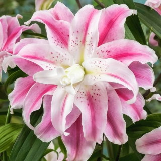Lilia pełna - Sweet Rosy - 1 cebulka