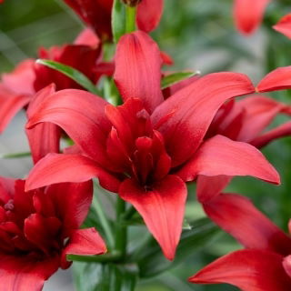 Lilia azjatycka pełna - Bald Eagle - 1 cebulka