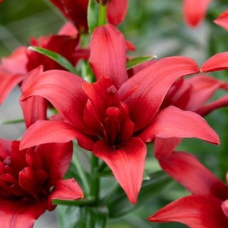 Lilia azjatycka pełna - Bald Eagle - duża paczka! - 10 cebulek