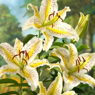 Lilia orientalna - Auratum - 1 cebulka