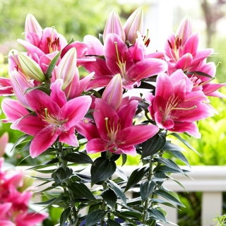 Lilia orientalna miniaturka - Gentle Romance - 1 cebulka