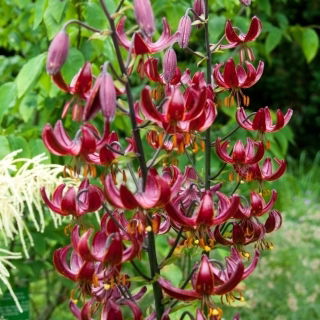 Lilia złotogłów - Claude Shride - GIGA paczka! - 50 cebulek