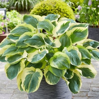 Funkia - Hosta Orion's Belt - GIGA paczka! - 50 szt.