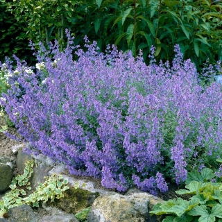 Kocimiętka - Kit Cat