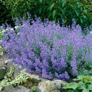 Kocimiętka - Kit Cat - duża paczka! - 10 szt.