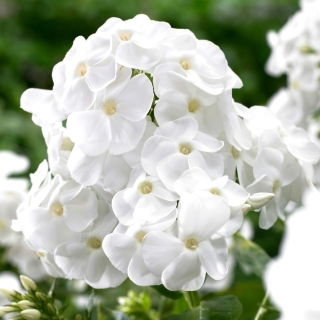 Floks (Phlox) - Płomyk wiechowaty - Rembrandt - duża paczka! - 10 szt.