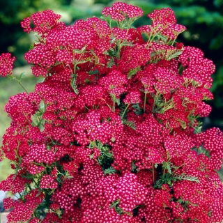 Krwawnik pospolity - Summerwine - różowy