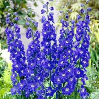 Ostróżka niebieska - duża paczka! - 10 szt.