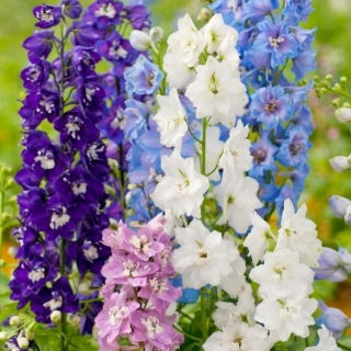 Ostróżka mix - 1 szt.