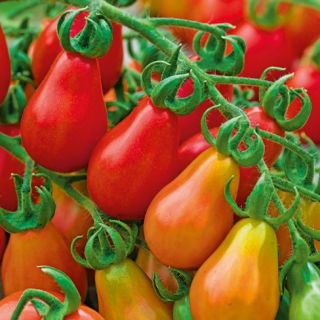 Pomidor Red Pear - koktajlowy