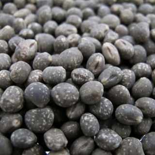 Łubin wąskolistny Agat - 1 kg