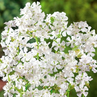 Firletka smółka - biała