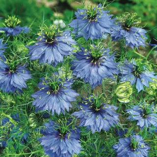 Czarnuszka damasceńska - niebieska