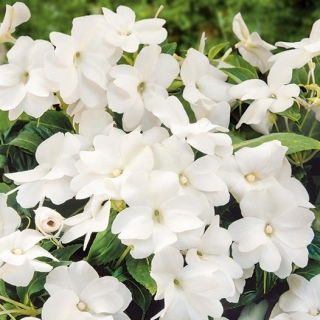 Niecierpek Waleriana - biały