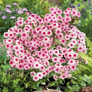 Floks Drummonda - Brilliant - rózowy z czerwonym oczkiem