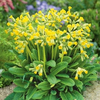 Pierwiosnek lekarski