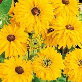 Rudbekia pełna - Golden Daisies