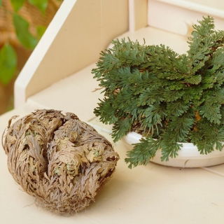 Róża jerychońska - Rose of Jericho - GIGA paczka! - 50 szt.
