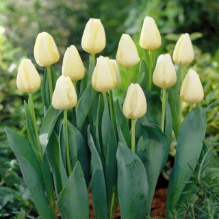 Tulipan Buffalo - duża paczka! - 50 cebulek
