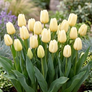 Tulipan Buffalo - duża paczka! - 50 cebulek