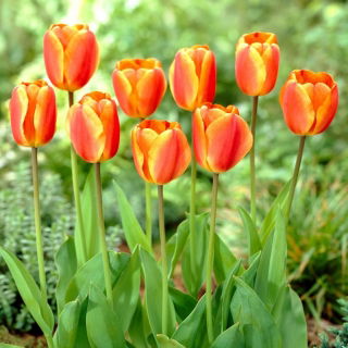 Tulipan Oxfords Elite - duża paczka! - 50 cebulek