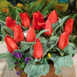 Tulipan Annie Salomons - 5 cebulek