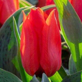 Tulipan Annie Salomons - 5 cebulek