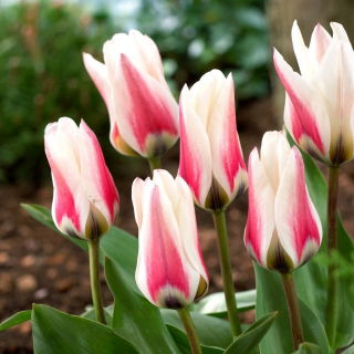 Tulipan Border Legend - 5 cebulek