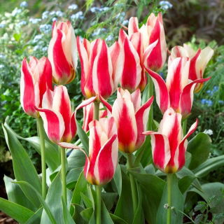 Tulipan Buddy - 5 cebulek
