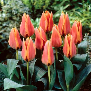 Tulipan Calypso - 5 cebulek