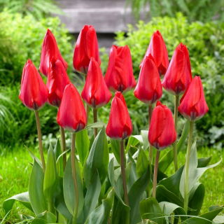 Tulipan Dirk - 5 cebulek