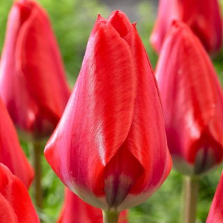 Tulipan Dirk - 5 cebulek