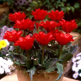 Tulipan Double Red Riding Hood - 5 cebulek