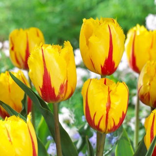 Tulipan Flamenco - 5 cebulek