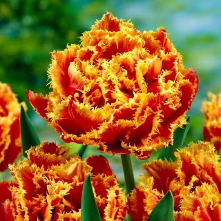 Tulipan Golddust - 5 cebulek