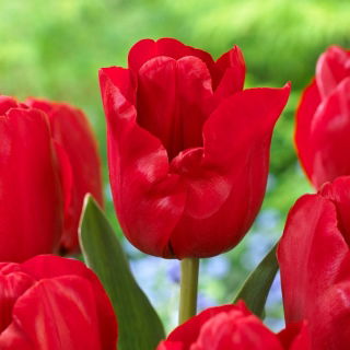 Tulipan Heleen Valstar - 5 cebulek