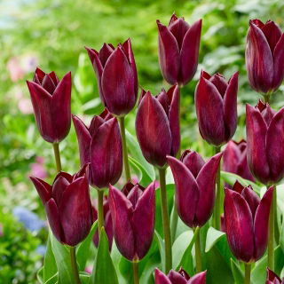 Tulipan Indeland - 5 cebulek